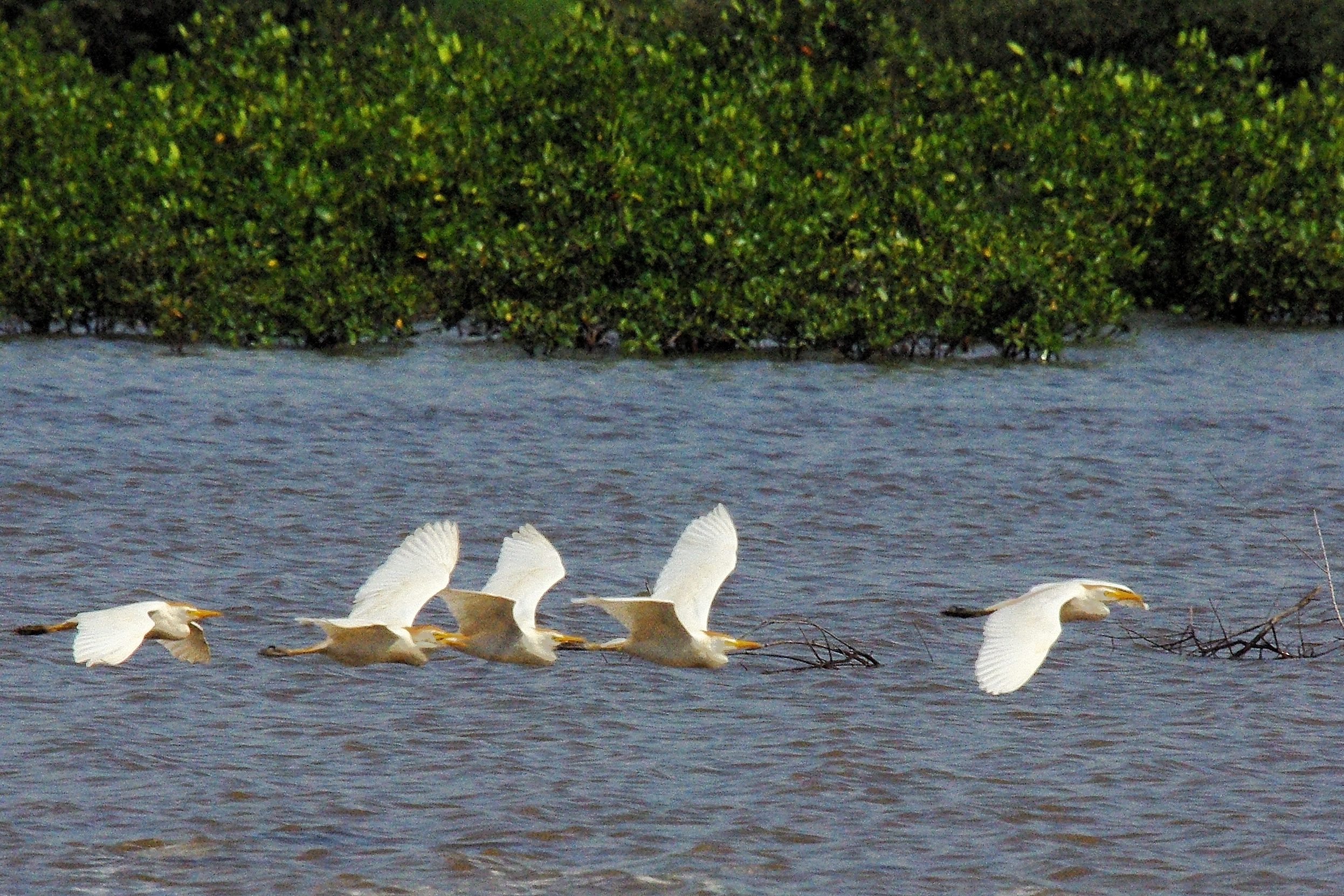 Les Hérons Garde-Bœufs (Western Cattle Egret, Bubulcus Ibis) rentrent de la brousse en petits groupes pour passer la nuit sur leur dortoir dans la mangrove. 